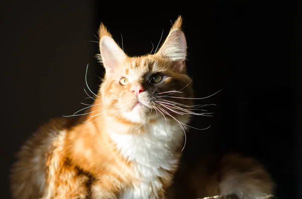 Maine coon piros narancssárga macska portré — Stock Fotó