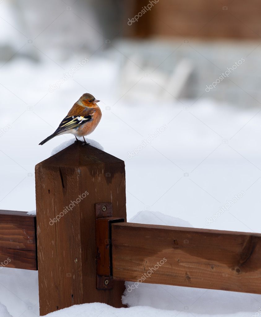 male chaffinch in a winter and cold background