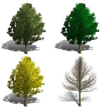 dört sezon gösterilen GINKO biloba ağacı oluşturma