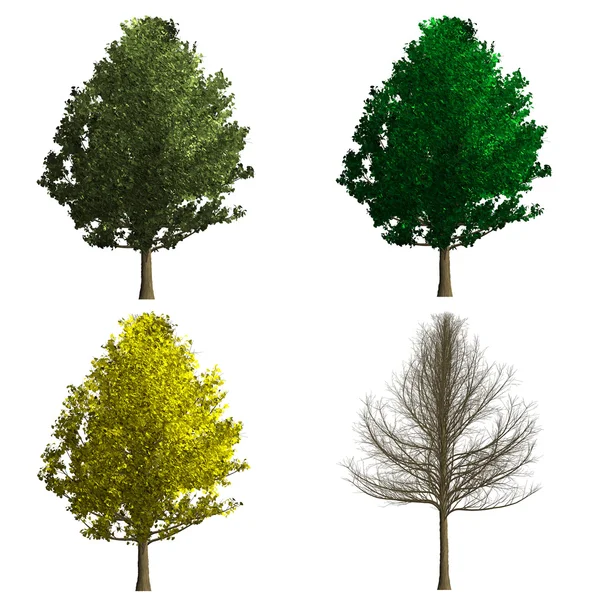 Ginko biloba árvore renderização mostrando quatro temporada — Fotografia de Stock