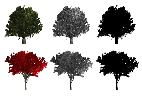 呈现的两种不同的树木 — 图库照片