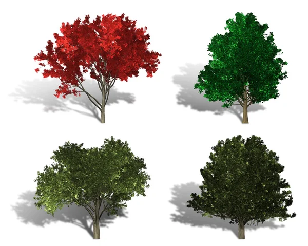 呈现的四种不同的树木 — 图库照片