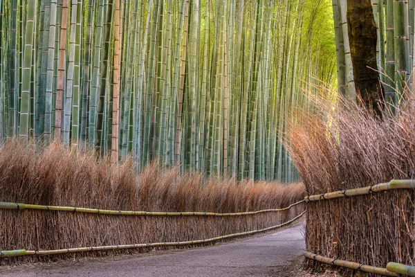 Bambu skog väg i japan Royaltyfria Stockbilder