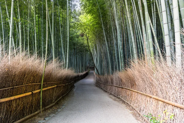 Bambu orman yolu, Japonya