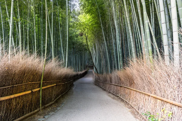 Bambu skog väg i japan Stockbild