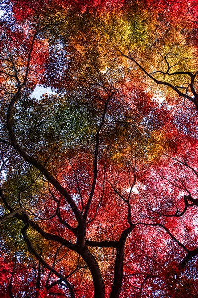 Maple branch foliage in autumn in Kyoto, Japan — Stock Photo, Image
