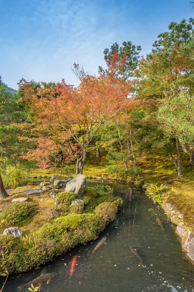 Japanese garden in early autumn in kyoto — Stock Photo, Image