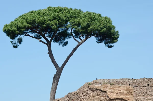 Maritime pine near an ancient roman wall — Stock Photo, Image