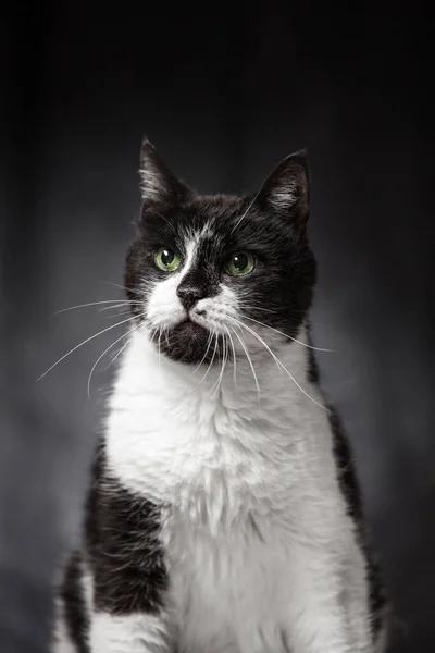 Portrait of a beautiful funny and adult cat of black and white coat color. — Stock Photo, Image