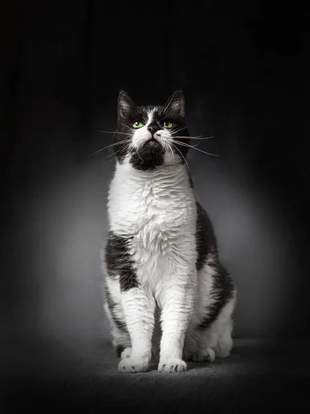 Retrato de un hermoso gato divertido y adulto de color blanco y negro. —  Fotos de Stock