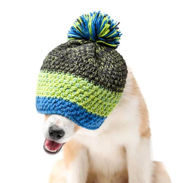 Retrato de un perro en un cálido sombrero de invierno. — Foto de Stock