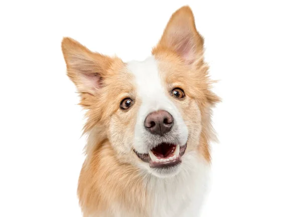 Portrait d'un drôle de chien rouge gros plan. — Photo