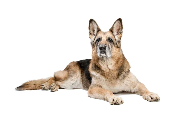 Portrait of an old adult dog, she is lying. — Stock Photo, Image