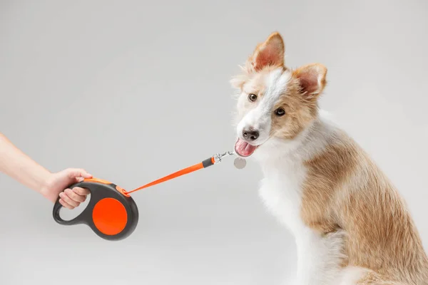 Bir adam tasmalı bir tasma tutarken yakasında bir zencefilli yavru köpek.