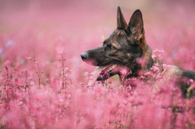 Doğadaki bir köpeğin portresi, çiçek açan bir çiçek tarlasının arka planına karşı.