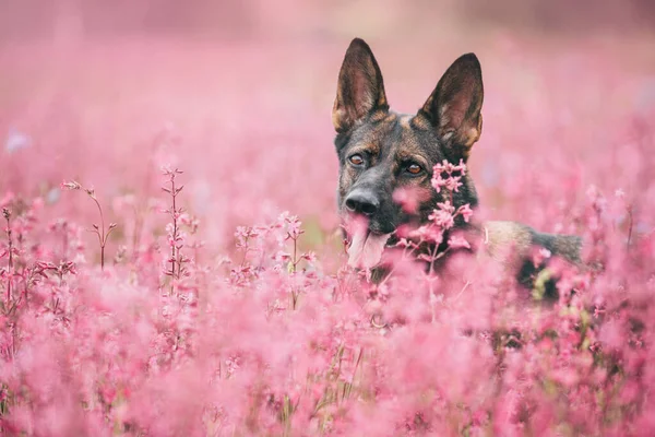 ピンクの花の咲く畑を背景に、自然の中で犬の肖像画. — ストック写真