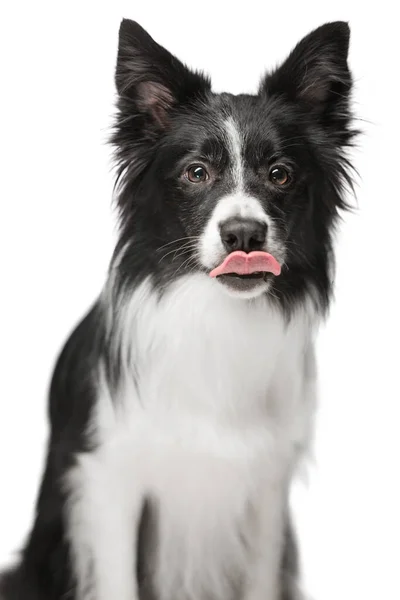 Portret uroczego zabawnego psa w czarno-białym kolorze. — Zdjęcie stockowe
