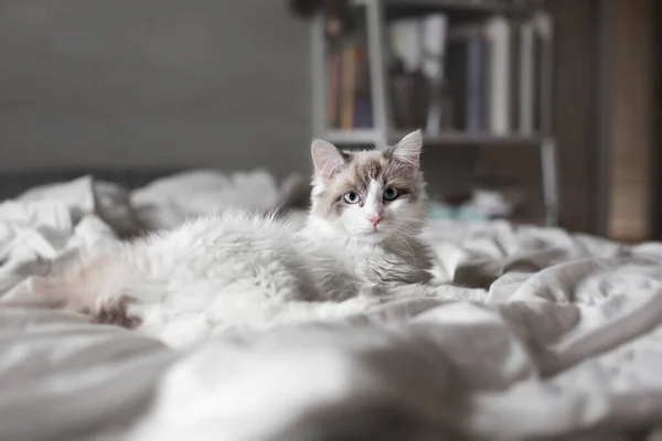 아름다운 솜털 고양이가 침대에 누워 있다. — 스톡 사진