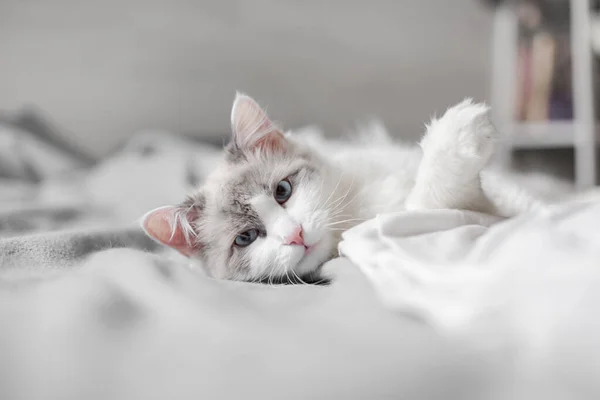 Güzel pofuduk bir kedi yatakta yatıyor..