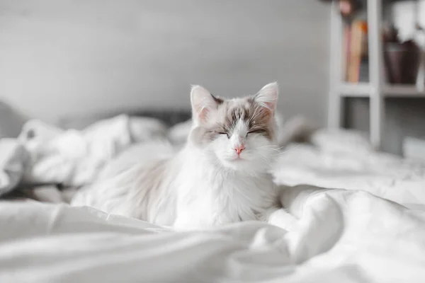 Un hermoso lindo gato esponjoso duerme en la cama. — Foto de Stock