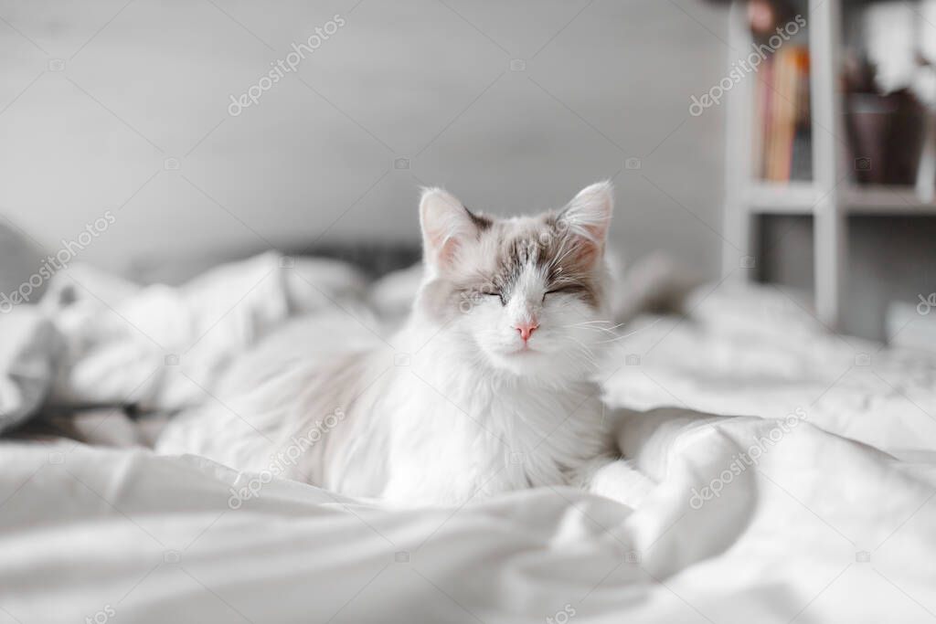 A beautiful cute fluffy cat sleeps on the bed.