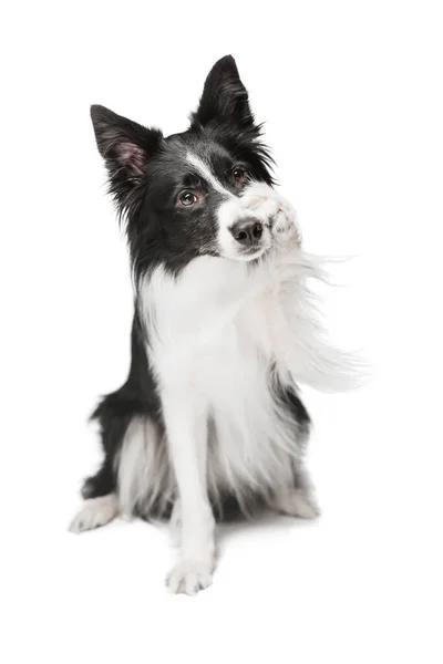 Portré egy vicces kutya fekete-fehér színű. — Stock Fotó