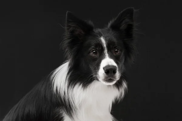 Retrato de una mascota amigable. Frontera Collie raza de perro. —  Fotos de Stock