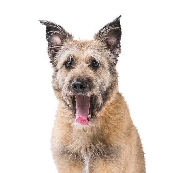 Retrato de um cão fofo engraçado que boceja. T — Fotografia de Stock