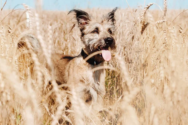 面白い犬が小麦畑を歩いている. — ストック写真