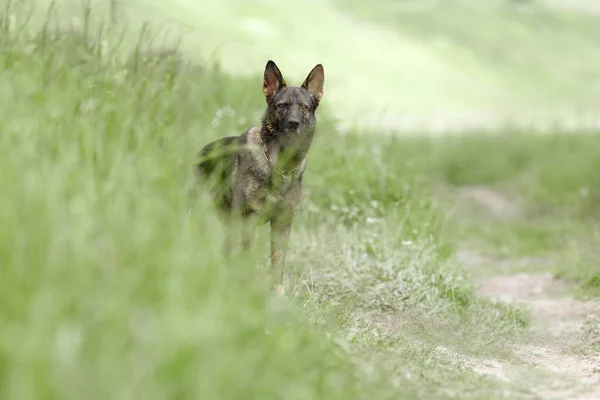 美しいドイツの羊飼いの犬は、フィールドで散歩. — ストック写真