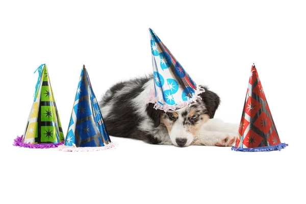 Small australian shepherd puppy and festive colored caps. — Stock Photo, Image