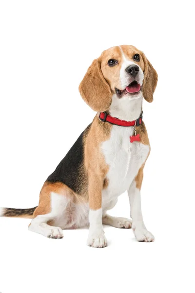 Portrait of a beagle dog in a collar on an isolated background. — Stock Photo, Image