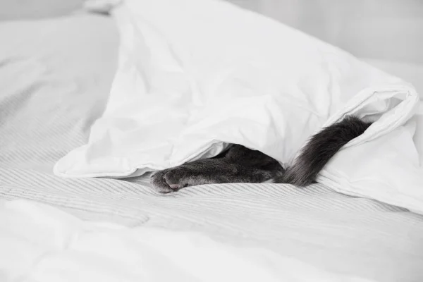 The gray cat is hiding and sleeping under the covers.