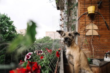 Köpek balkonda duruyor ve sokağa bakıyor..