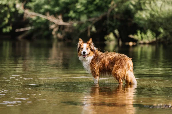 Köpek doğada yürüyor, suyun içinde duruyor..