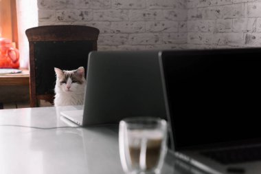Kedi laptopun yanındaki çalışma alanında oturuyor..