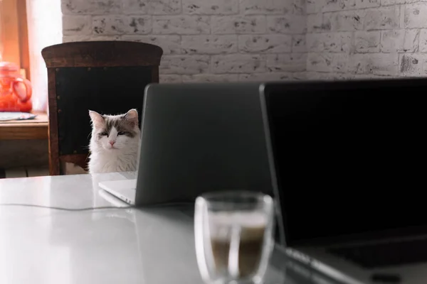 Kedi laptopun yanındaki çalışma alanında oturuyor..