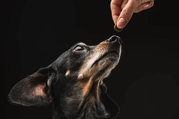 Dachshund狗的头和人类的手与一块食物. — 图库照片