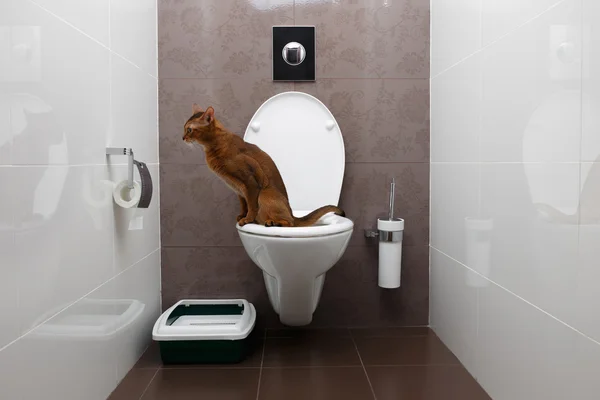 Intelligent Abyssinian Cat utilise un bol de toilette Photo De Stock