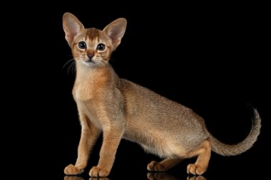Ayakta Abyssinian yavru kedi ve seyir siyah izole kamera