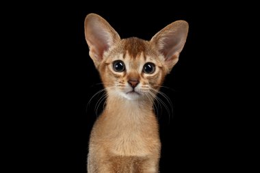 Habeş siyah izole kedi closeup portresi 