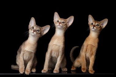 Üç sevimli Abyssinian yavru kedi izole oturan siyah