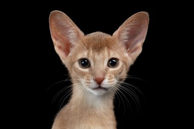 Habeş siyah izole kedi closeup portresi 