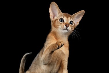 Oynak Abyssinian yavru kedi arıyorum ve şardon izole pençe siyah yukarı