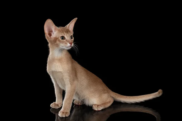 Portret van zittend Abyssinian Kitten en op zoek naar de juiste geïsoleerd zwart — Stockfoto