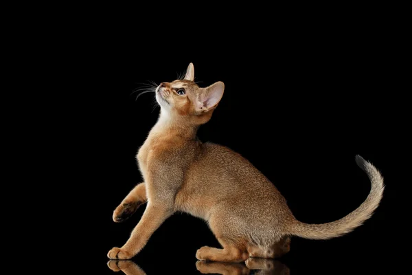 Juguetón Abisinio Gatito Mirando hacia arriba aislado sobre fondo negro — Foto de Stock