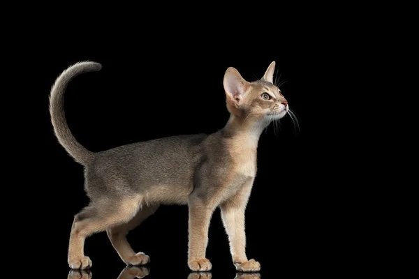 De pie abisinio gatito mirando a la derecha y levantando la cola —  Fotos de Stock