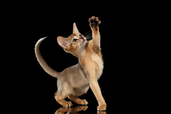 Verspieltes abyssinisches Kätzchen sucht und hebt Pfote isoliert schwarz — Stockfoto
