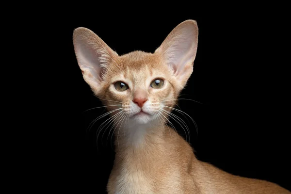 Nahaufnahme Porträt eines abyssinischen Kätzchens, das isoliert schwarz in die Kamera blickt — Stockfoto