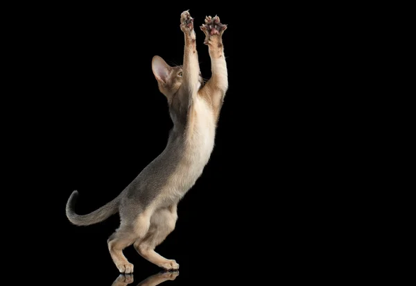 Охота на абиссинского котенка ловить лапы изолированы на черном фоне — стоковое фото